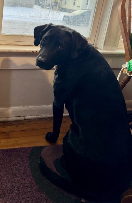 Entry image for Ruthie. Clicking this image will show a larger photo