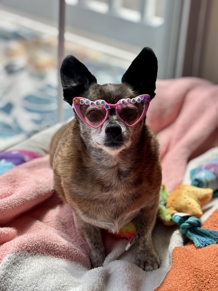 Entry image for Milli. Clicking this image will show a larger photo