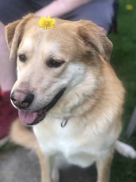 Entry image for Benji . Clicking this image will show a larger photo