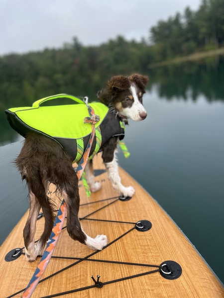 Entry image for Katana . Clicking this image will show a larger photo