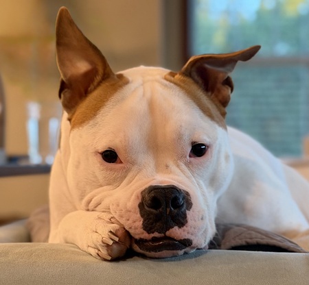 Entry image for Gus. Clicking this image will show a larger photo