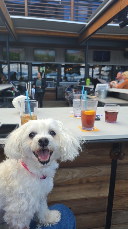 Entry image for Zoey. Clicking this image will show a larger photo