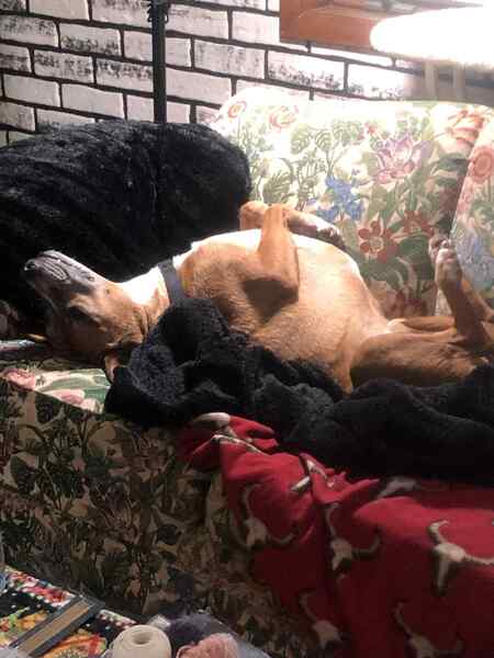 Entry image for Tango. Clicking this image will show a larger photo