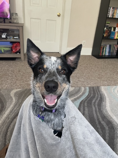 Entry image for Luna. Clicking this image will show a larger photo