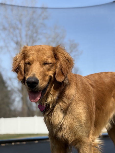 Entry image for Mabel. Clicking this image will show a larger photo