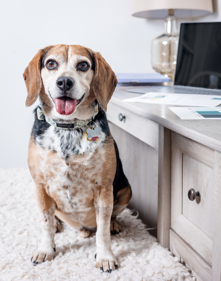 Entry image for Rocky. Clicking this image will show a larger photo