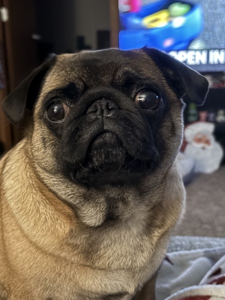 Entry image for Belle. Clicking this image will show a larger photo