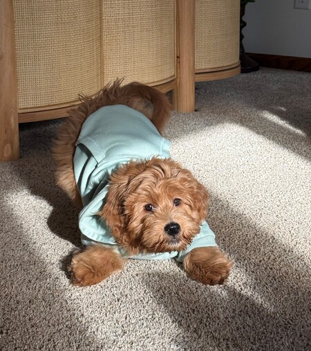 Entry image for Reggie. Clicking this image will show a larger photo