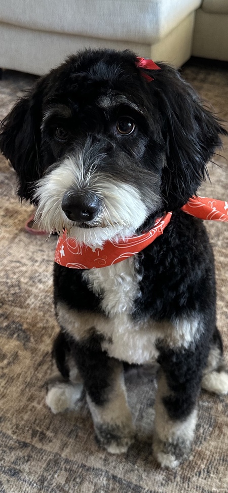 Entry image for Millie Rose. Clicking this image will show a larger photo