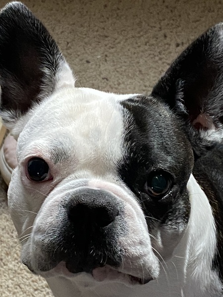 Entry image for Dexter. Clicking this image will show a larger photo