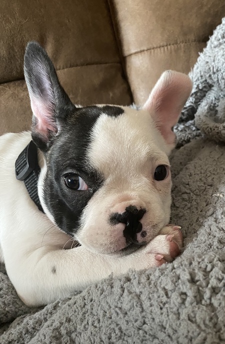 Entry image for Louie. Clicking this image will show a larger photo