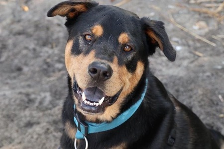 Entry image for Gus. Clicking this image will show a larger photo