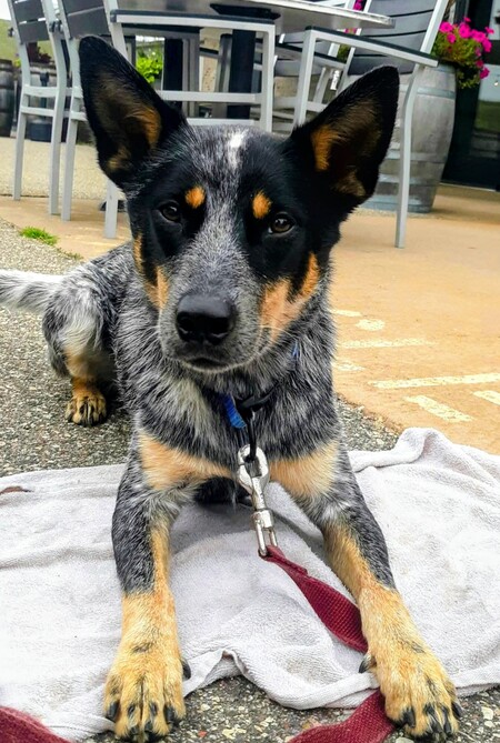 Entry image for Paisley. Clicking this image will show a larger photo