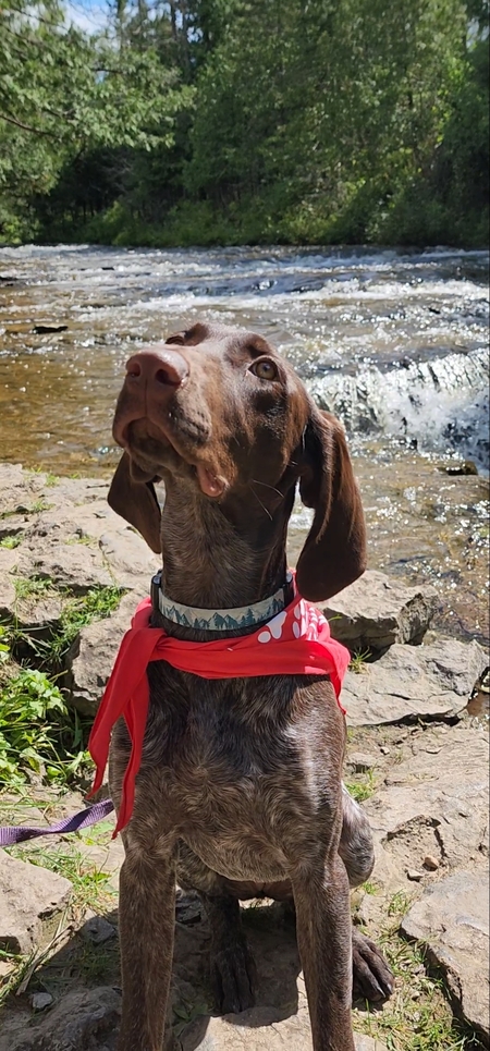 Entry image for Lyra. Clicking this image will show a larger photo