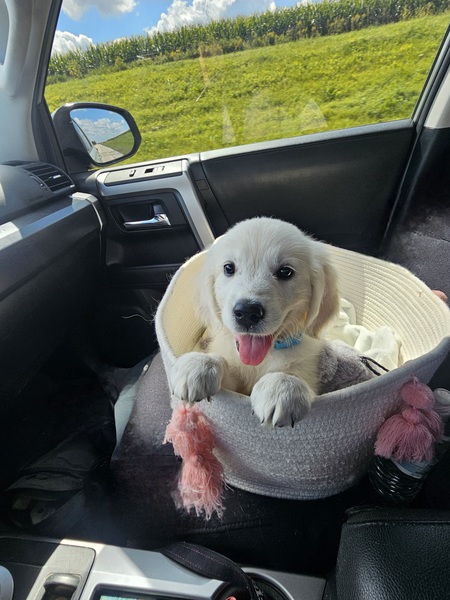 Entry image for Wesson. Clicking this image will show a larger photo