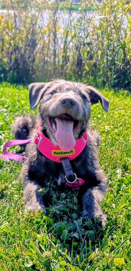 Entry image for Elsie. Clicking this image will show a larger photo