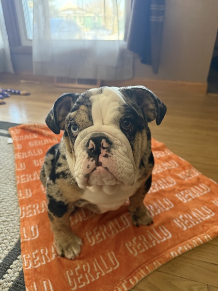 Entry image for Gerald. Clicking this image will show a larger photo