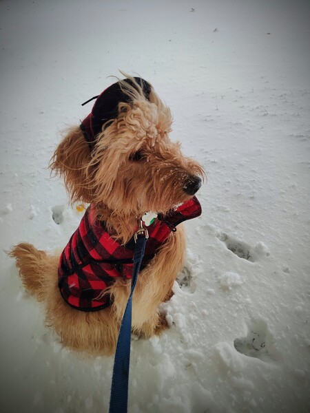 Entry image for Lindy. Clicking this image will show a larger photo