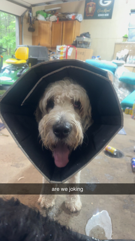 Entry image for Prince. Clicking this image will show a larger photo