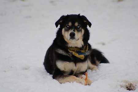 Entry image for Blu. Clicking this image will show a larger photo