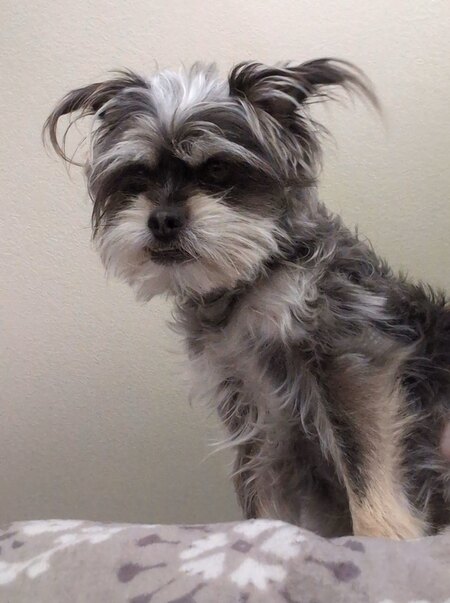 Entry image for Ollie. Clicking this image will show a larger photo