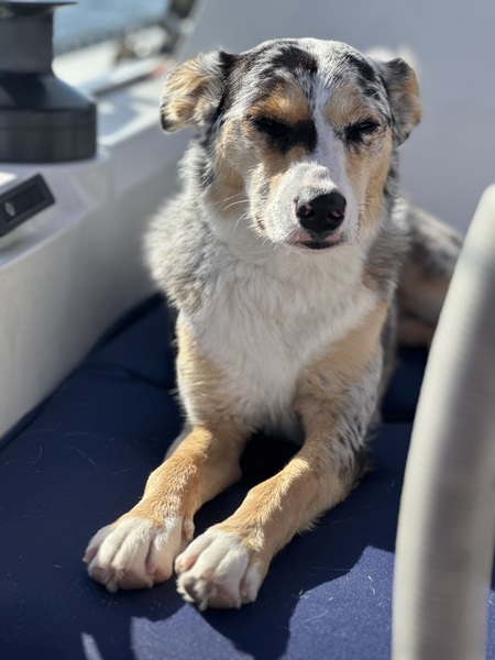 Entry image for Scout. Clicking this image will show a larger photo