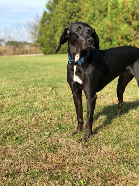 Entry image for Abby . Clicking this image will show a larger photo