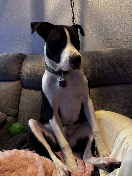 Entry image for Leo. Clicking this image will show a larger photo