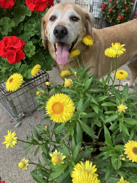 Entry image for Chewy. Clicking this image will show a larger photo