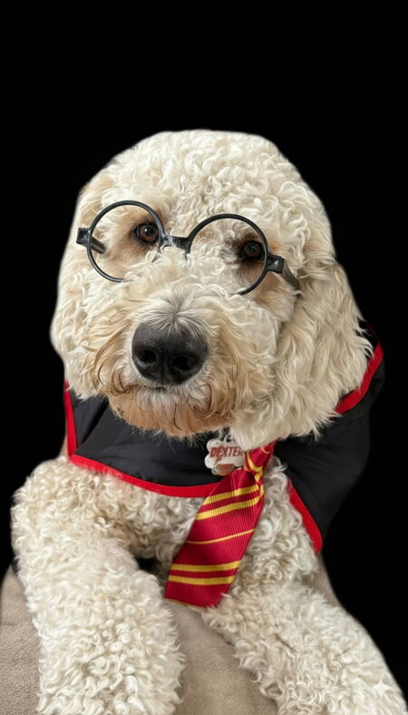 Entry image for Dexter. Clicking this image will show a larger photo