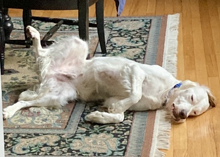 Entry image for Ritter. Clicking this image will show a larger photo