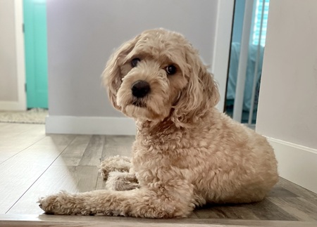 Entry image for Luna. Clicking this image will show a larger photo