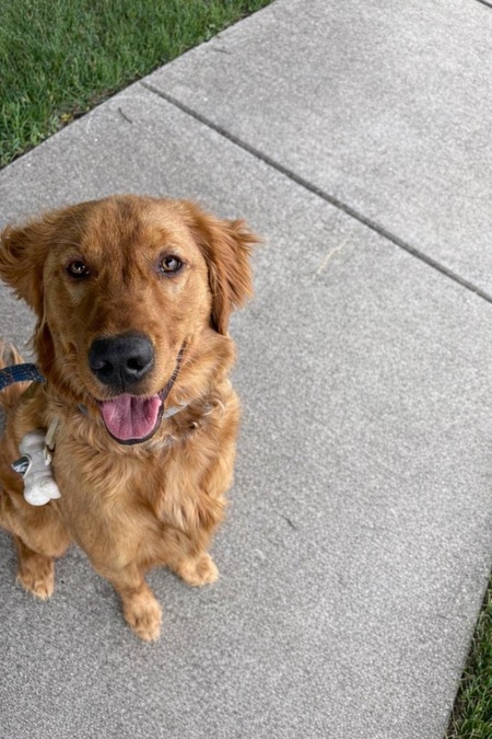 Entry image for Gus. Clicking this image will show a larger photo