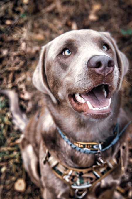 Entry image for Henry . Clicking this image will show a larger photo