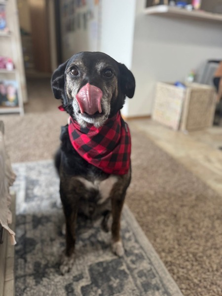 Entry image for Buddy Boy. Clicking this image will show a larger photo