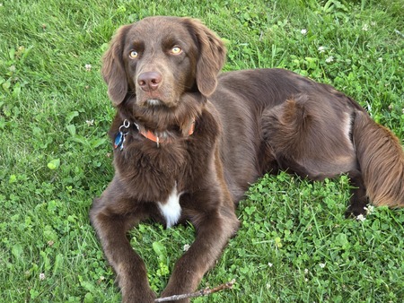 Entry image for Hemi. Clicking this image will show a larger photo