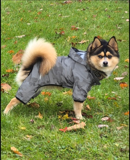 Entry image for ROMEO. Clicking this image will show a larger photo