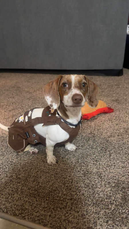 Entry image for Toby. Clicking this image will show a larger photo