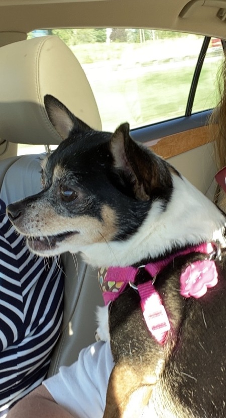 Entry image for Clooney Marie. Clicking this image will show a larger photo