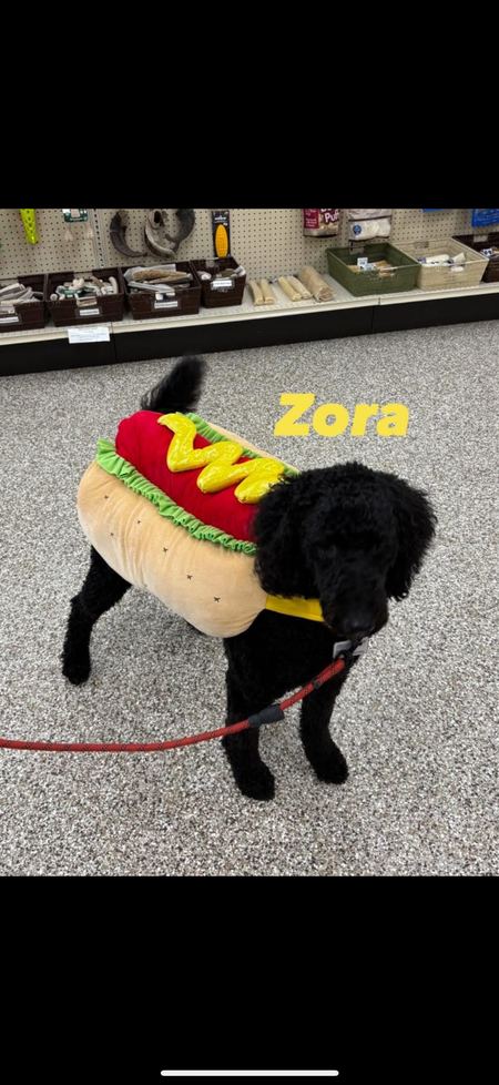 Entry image for Zora. Clicking this image will show a larger photo