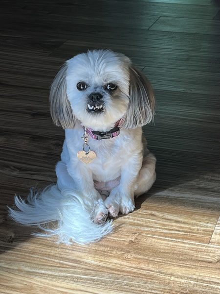 Entry image for Charley. Clicking this image will show a larger photo