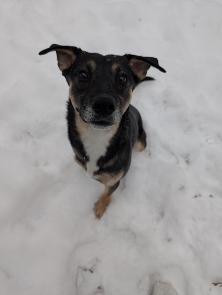 Entry image for Cricket. Clicking this image will show a larger photo