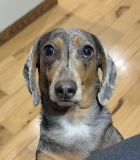 Entry image for Lucy. Clicking this image will show a larger photo