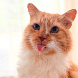 Entry image for Finn