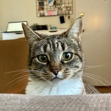 Entry image for Millie