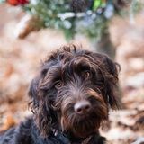 Entry image for Dolly