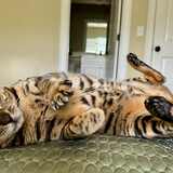 Entry image for Sasha