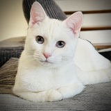 Entry image for Yuki