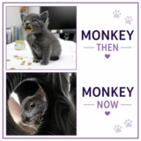 Entry image for Monkey