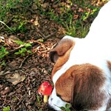 Entry image for Pepper